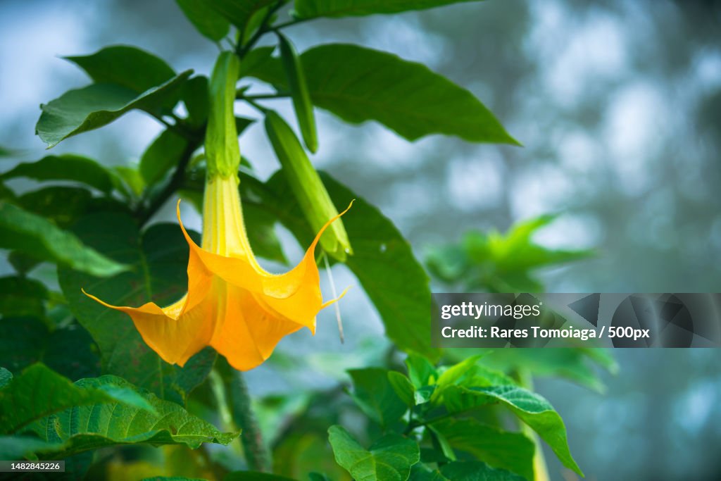Close-up of yellow flowering plant,Romania