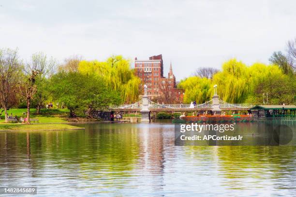 spring time - boston public garden - boston massachusetts - lagoon willow stock pictures, royalty-free photos & images