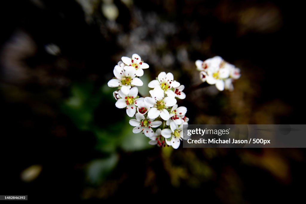 Close-up of white flowering plant,Olympic National Park,United States,USA