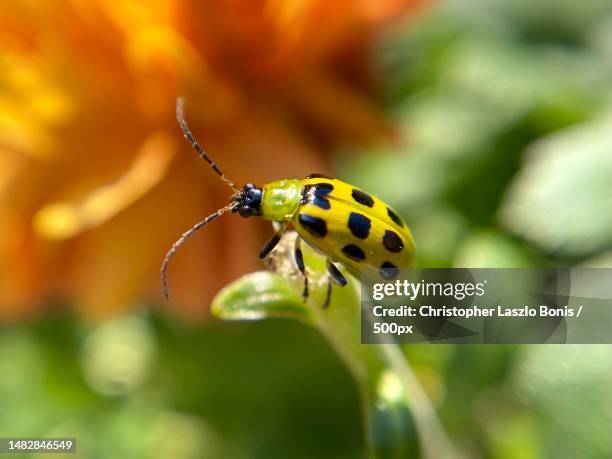 Massachusetts Insects Waltham Massachusetts Photos and Premium High Res Pictures - Getty Images