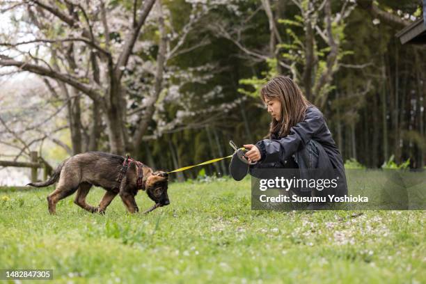 two-month-old german shepherd puppy and owner. - of baby german shepherds stock pictures, royalty-free photos & images