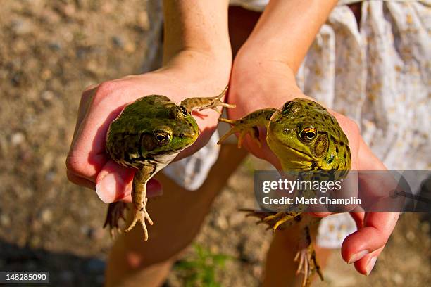woman holding  green frogs - woman frog hand stockfoto's en -beelden