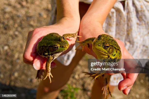 woman holding  green frogs - woman frog hand stock pictures, royalty-free photos & images