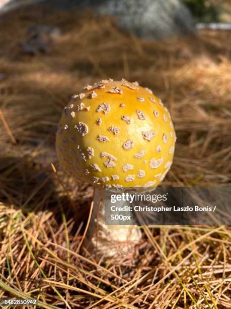 american yellow fly agaric amanita muscaria guessowii,waltham,massachusetts,united states,usa - amanita parcivolvata stock pictures, royalty-free photos & images