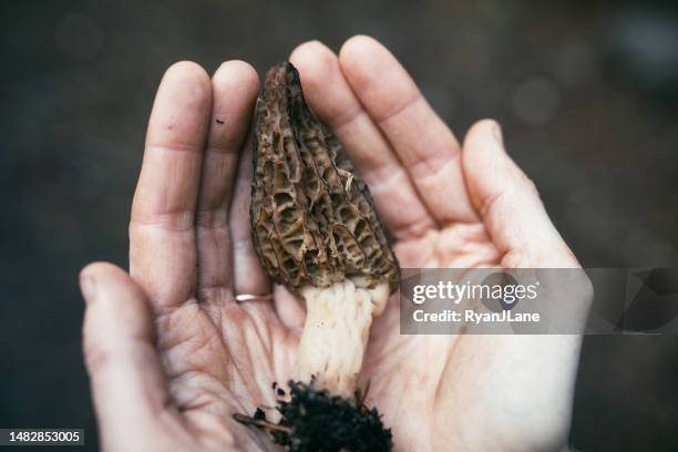 hände, die frisch geernteten morchelpilz halten - morel mushroom stock-fotos und bilder