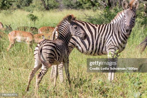 two zebras,south africa - lydia stock pictures, royalty-free photos & images