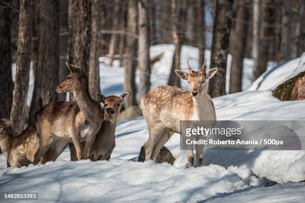 portrait of roe deer standing in forest during winter,montreal,canada - quadrupedalism stock pictures, royalty-free photos & images