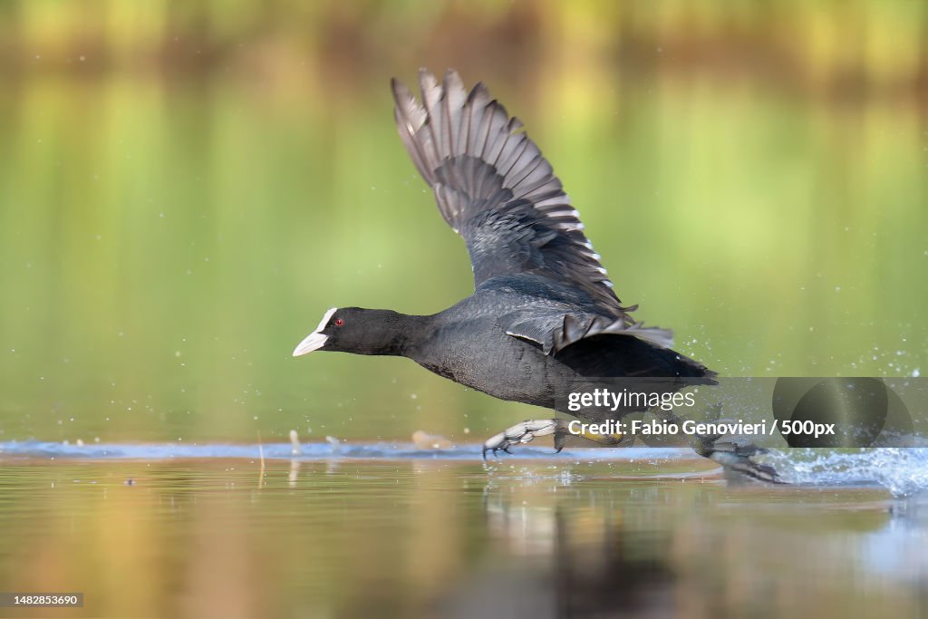 Close-up of coot perching on lake,Tuscany,Italy