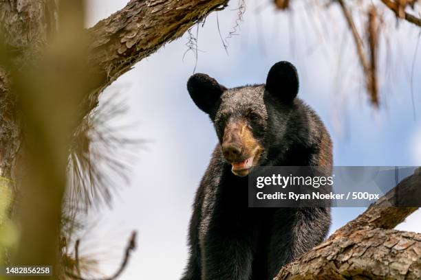 low angle view of american black bear on tree,ocala national forest,florida,united states,usa - bear stock pictures, royalty-free photos & images