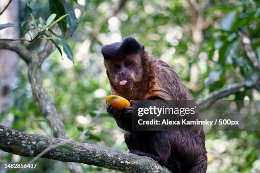 Low angle view of capuchin squirrel monkey sitting on tree,Kruger National Park,South Africa Low angle view of capuchin squirrel monkey sitting on tree,Kruger National Park,South Africa