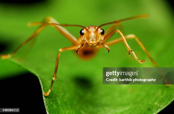 weaver ant - weberameise stock-fotos und bilder