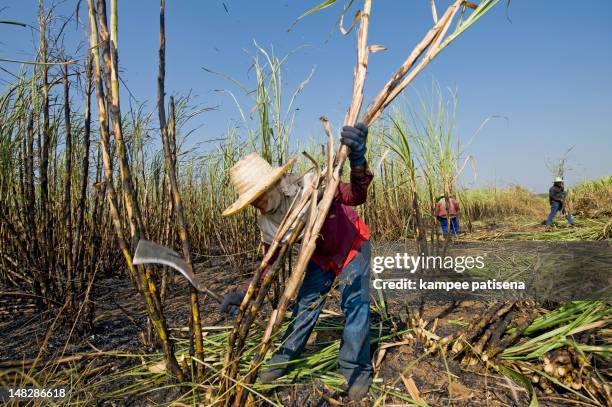 harvesting sugarcane - cana de acucar imagens e fotografias de stock