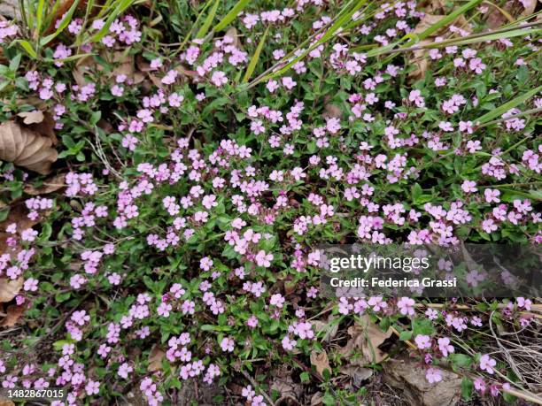 pink rock soapwort (saponaria ocymoides) flowering in ossola valley - saponaria stock pictures, royalty-free photos & images