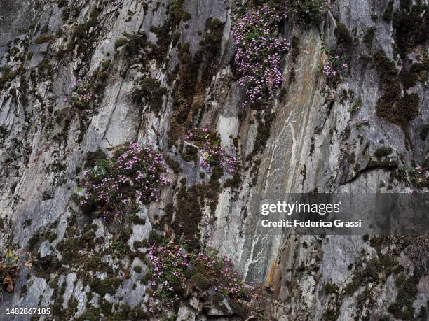 pink rock soapwort (saponaria ocymoides)  flowering in ossola valley - saponaria stock pictures, royalty-free photos & images