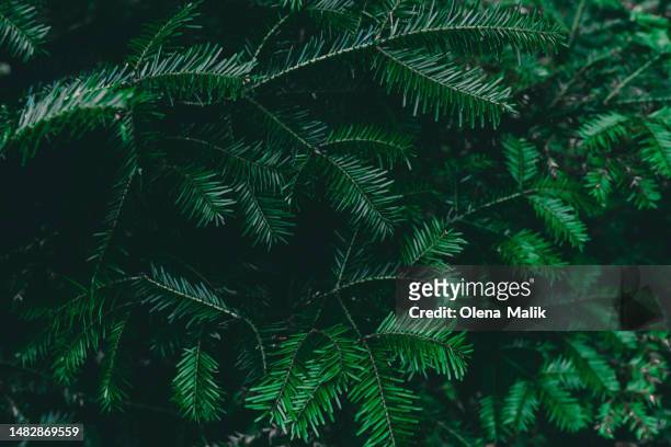 green fir tree background. christmas tree branches - coniferous tree stock-fotos und bilder