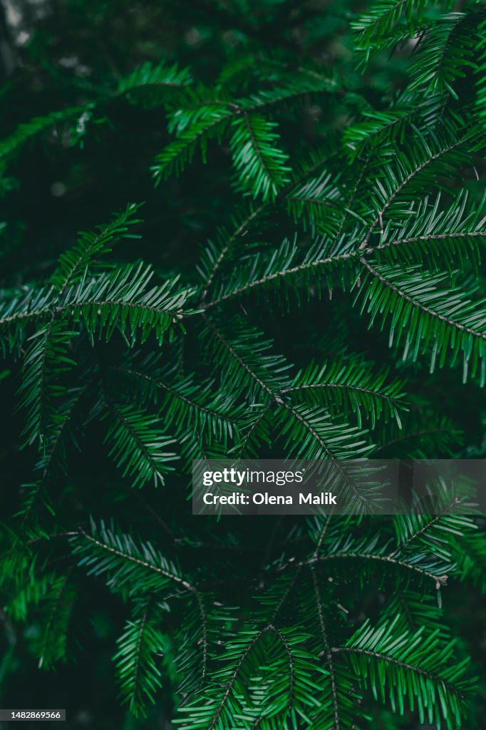 Green fir tree background. Christmas tree branches