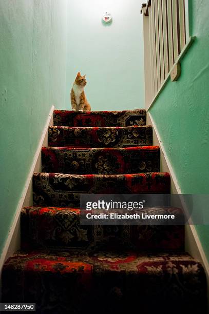 young ginger sitting - carpet stairs stock-fotos und bilder