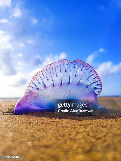 beach jellyfish - man of war stock pictures, royalty-free photos & images