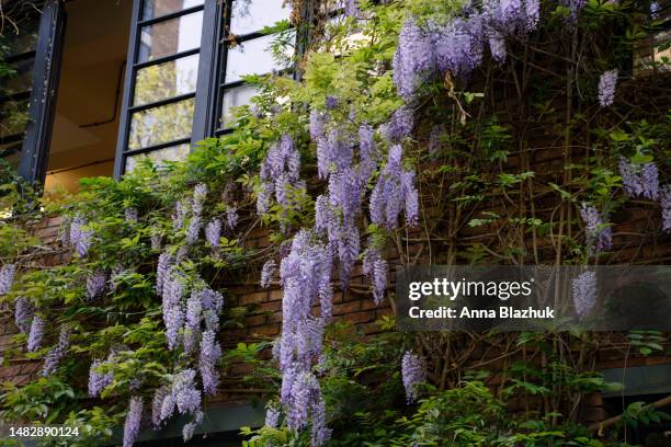 Creeper Texture Photos and Premium High Res Pictures - Getty Images
