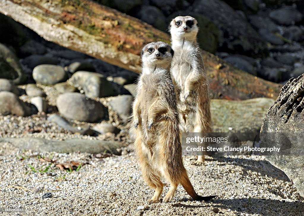 Meerkats