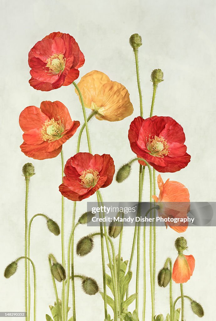 Poppies