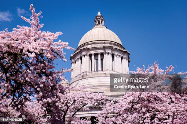 washington state capitol building with cherry blossoms - olympia estado de washington imagens e fotografias de stock