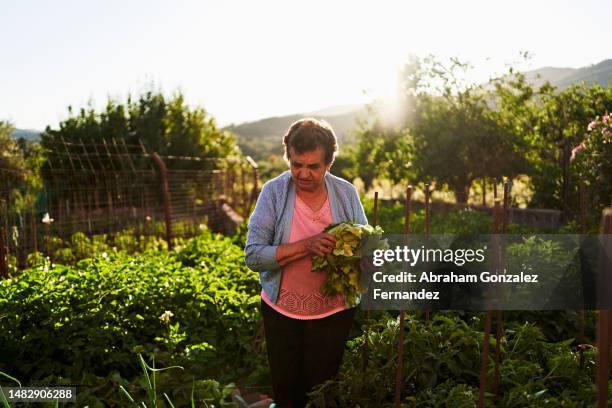 a senior woman collecting lettuce from her garden in her agricultural field - escena no urbana fotografías e imágenes de stock