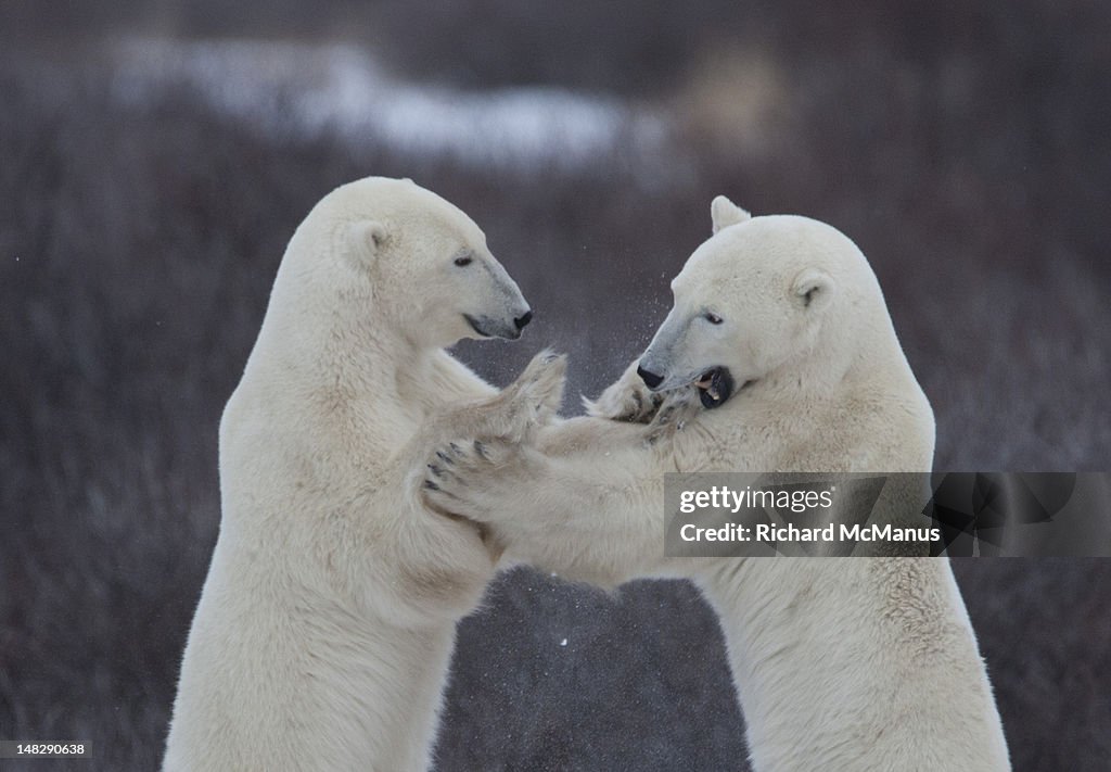 Polar bears sparring.