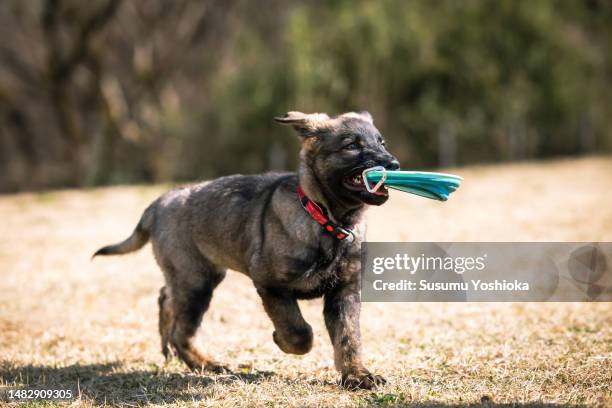 a two-month-old german shepherd puppy playing in a park. - carrying in mouth stock pictures, royalty-free photos & images