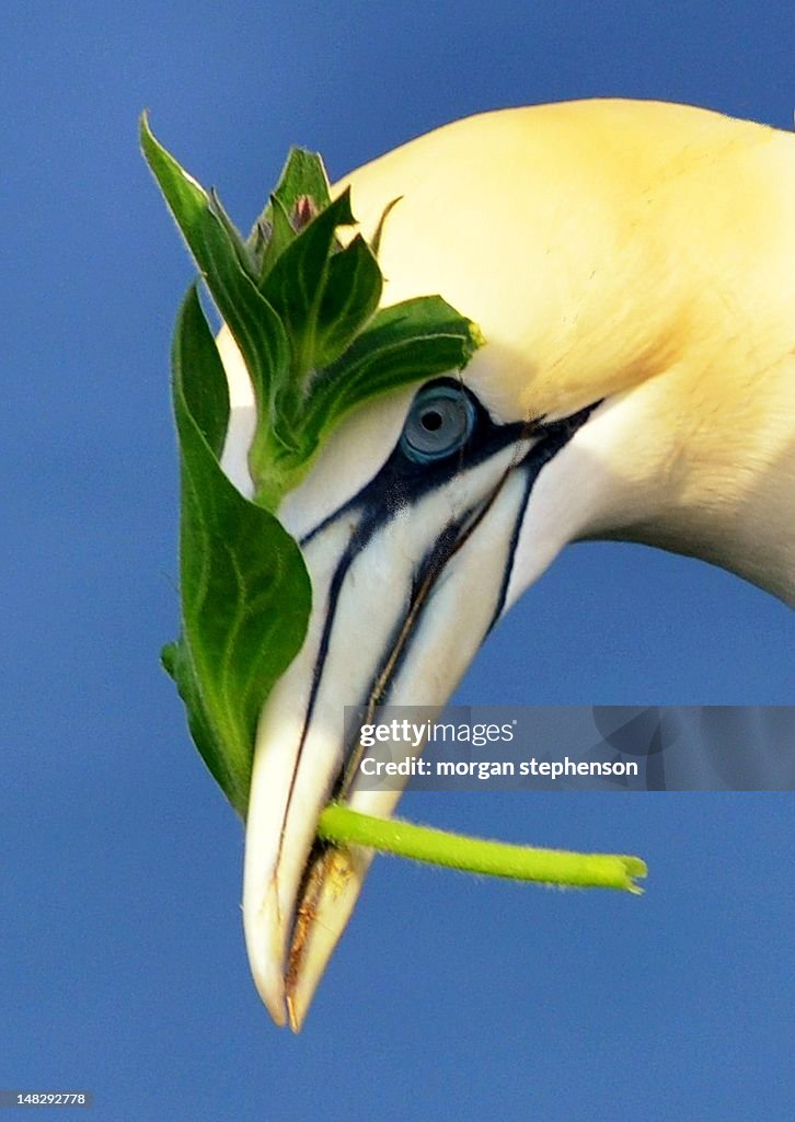 Gannet