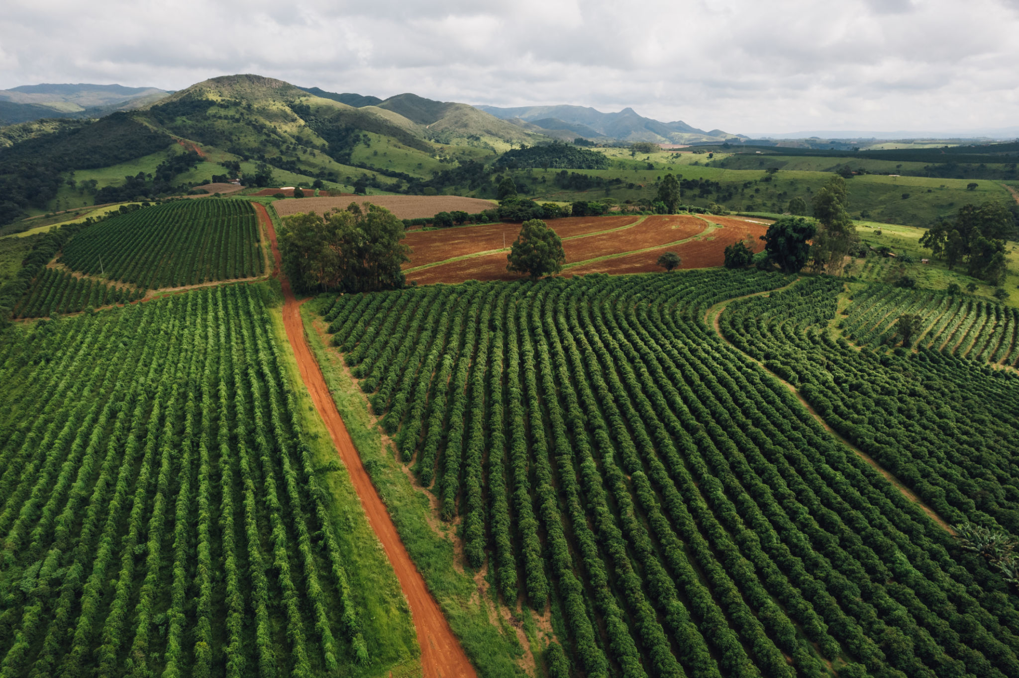 sustainable coffee farming