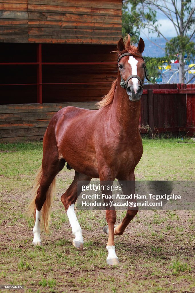 Peruvian Horse