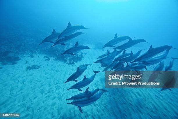 spinner dolphins morning light - maui dolphin stock pictures, royalty-free photos & images