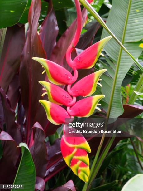 false bird of paradise plant in costa rica - hawaiian heliconia stock pictures, royalty-free photos & images