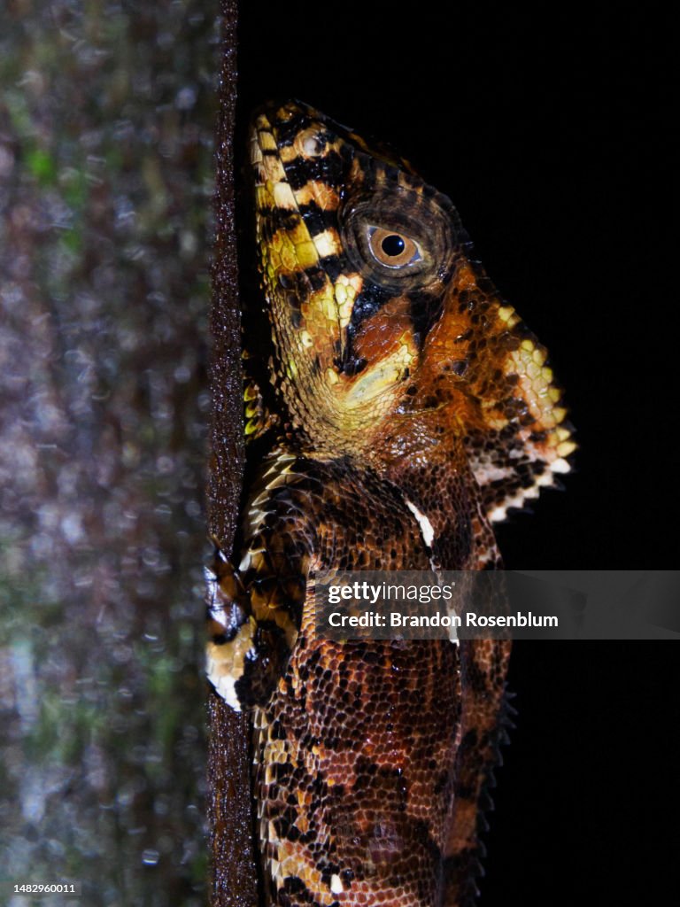Smooth helmeted iguana at night in Costa Rica