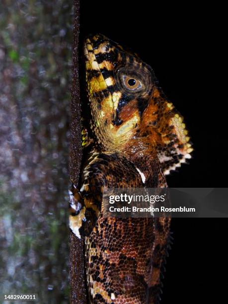 Smooth Helmeted Iguana At Night In Costa Rica, 照片檔