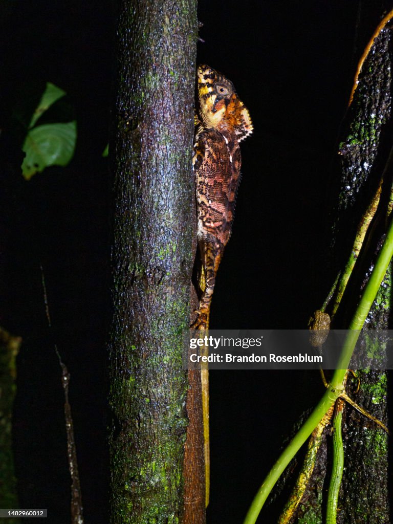 Smooth helmeted iguana at night in Costa Rica
