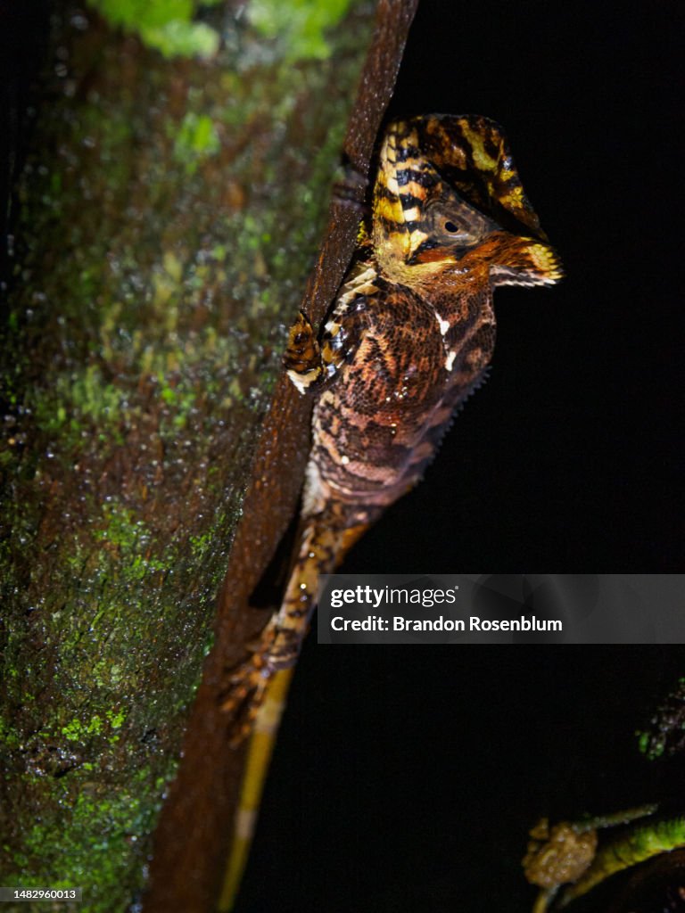 Smooth helmeted iguana at night in Costa Rica