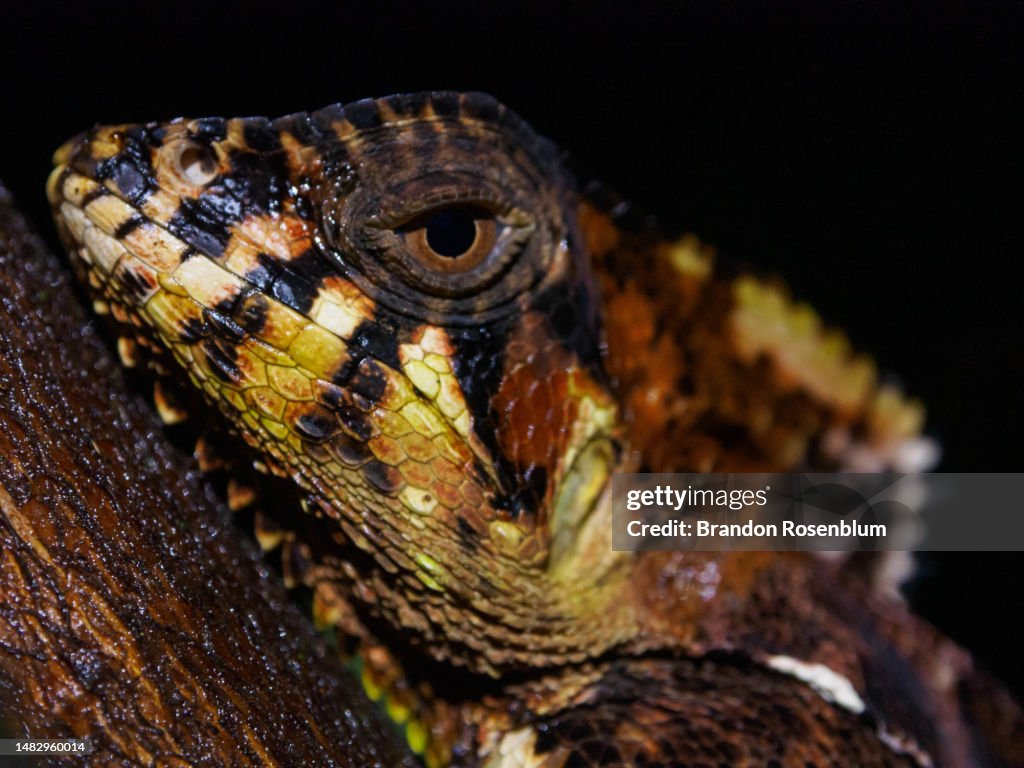 Smooth helmeted iguana at night in Costa Rica