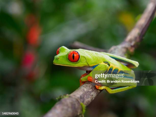 red-eyed tree frog in costa rica - froschlurche stock-fotos und bilder