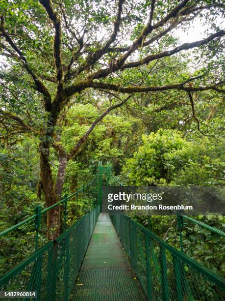 hanging bridge in monteverde cloud forest biological preserve in costa rica - foresta pluviale di monteverde foto e immagini stock