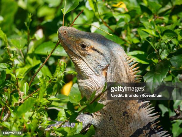iguana on the peninsula papagayo in costa rica - papagayo guanacaste fotografías e imágenes de stock