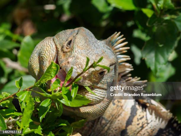 iguana on the peninsula papagayo in costa rica - papagayo guanacaste fotografías e imágenes de stock