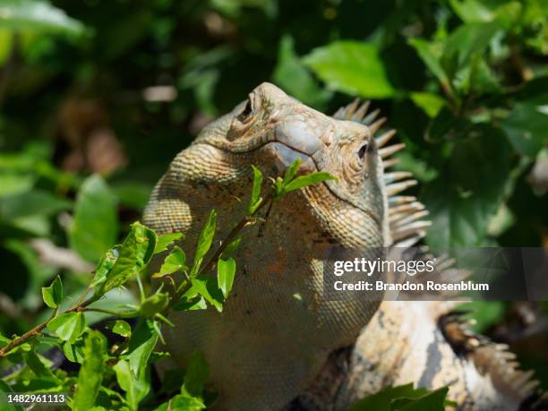 iguana on the peninsula papagayo in costa rica - papagayo guanacaste fotografías e imágenes de stock