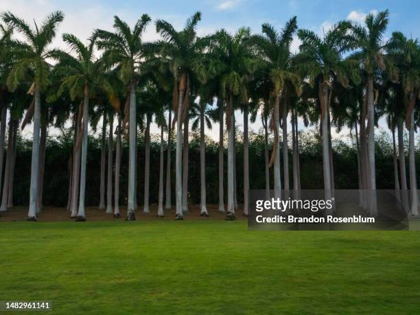 palm trees in peninsula papagayo in costa rica - papagayo guanacaste fotografías e imágenes de stock