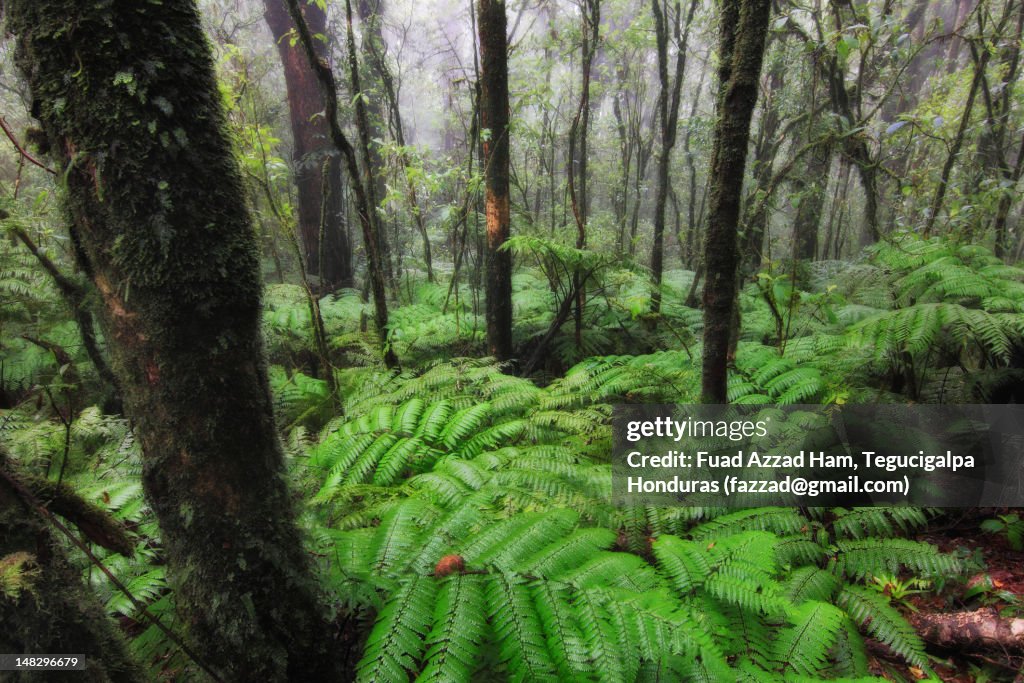 Cold rain forest