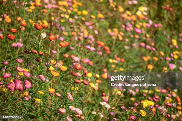 beautiful straw flowers,everlasting flowers field at phu hin rongkra park, phitsanulok, thailand. - strawflower stock pictures, royalty-free photos & images