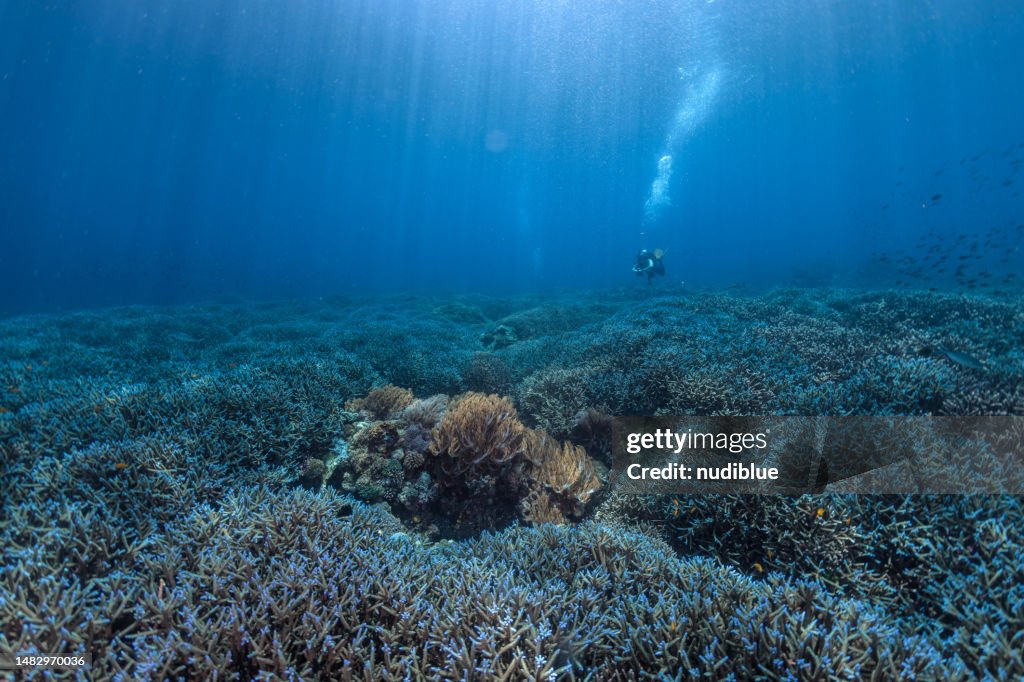 Coral garden