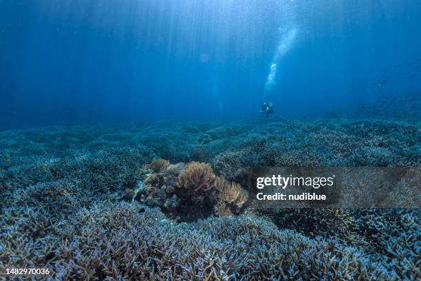 coral garden - equator line stock pictures, royalty-free photos & images