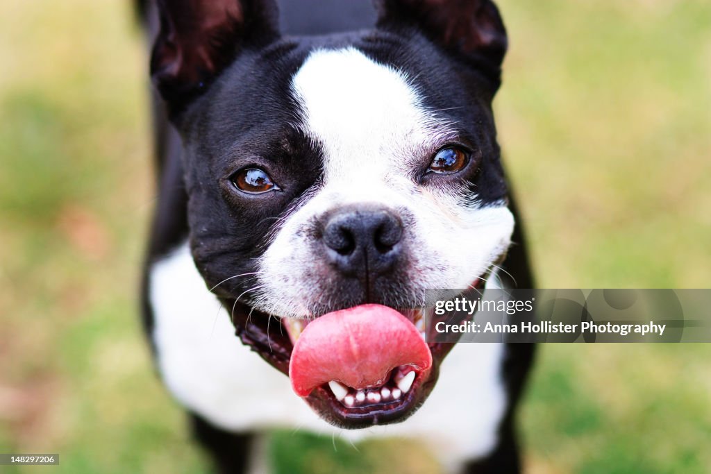 Happy smiling boston terrier dog